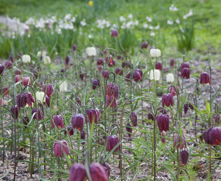 stinze stiens kievitsbloemen