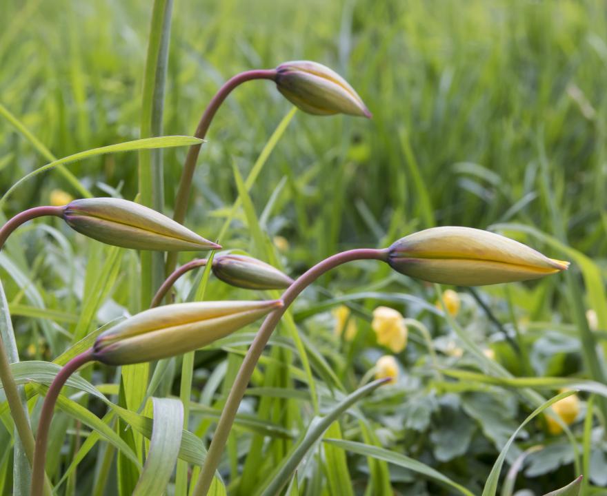 Bostulp - Keningin fan de stinzeblomkes